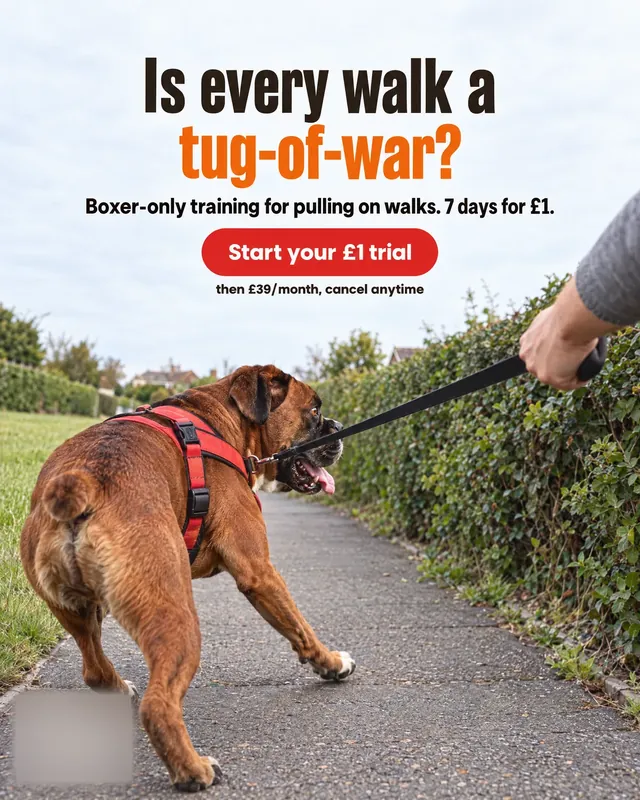 Spec ad concept: Dog walking training, brand name and logo blurred